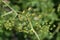 Greater burnet saxifrage