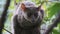 Greater Bushbaby Galago Sits on Green Branch in the Day Forest, Zanzibar, Africa