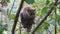 Greater Bushbaby Galago Sits on Green Branch in the Day Forest, Zanzibar, Africa