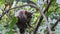 Greater Bushbaby Galago Sits on Green Branch in the Day Forest, Zanzibar, Africa