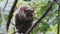 Greater Bushbaby Galago Sits on Green Branch in the Day Forest, Zanzibar, Africa