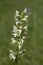 Greater Butterfly orchid