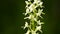 Greater Butterfly-orchid