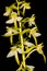 Greater Butterfly-orchid