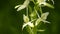 Greater Butterfly-orchid on a meadow