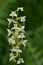 Greater butterfly orchid plananthera chlorantha