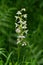 Greater butterfly orchid plananthera chlorantha