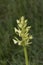 Greater Butterfly Orchid, Platanthera chlorantha, with flowers just starting to open