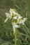 Greater Butterfly Orchid, Platanthera chlorantha, towards the end of it`s flowering season