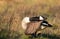 Greater canada goose