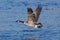 Greater Canadian goose flying above river