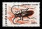 Greater Capricorn Beetle (Cerambyx cerdo), Beetles serie, circa