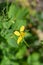 Greater celandine