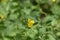 Greater celandine