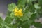 Greater celandine