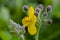 Greater celandine blooming in field