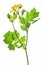 Greater Celandine (Chelidonium majus)