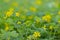 Greater celandine (Chelidonium majus)