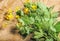 Greater celandine, Chelidonium majus