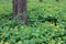 Greater celandine Chelidonium majus, also known as, nipplewort, swallowwort, or tetterwort, growing in the garden. Field of yell