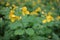 Greater celandine Chelidonium majus, also known as, nipplewort, swallowwort, or tetterwort, growing in the garden. Medicinal pla