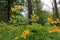 Greater celandine Chelidonium majus, also known as, nipplewort, swallowwort, or tetterwort, growing in the garden. Medicinal pla