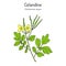 Greater Celandine Chelidonium majus , medicinal plant