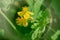 Greater celandine Chelidonium majus is popularly called the warthog