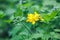 Greater celandine (Chelidonium majus, tetterwort, nipplewort or swallowwort)