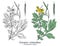 Greater celandine. Colorful vector hand drawn plant. Vintage medicinal sketch