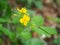 Greater celandine, herb for warts