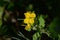 Greater celandine Swallow wort ( Chelidonium majus ) flowers. Papaveraceae annual poisonous plants.