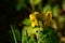 Greater celandine Swallow wort ( Chelidonium majus ) flowers. Papaveraceae annual poisonous plants.