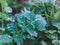 Greater celandine (tetterwort, sanguinaria ) young spring plant closeup surrounded by other green plants over