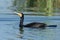 A greater cormorant in lake in morning.