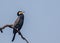 Greater Cormorant sitting on a tree