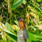 Greater coucal