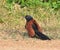 Greater Coucal