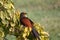 Greater coucal bird