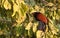 Greater coucal bird