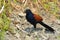 Greater Coucal bird