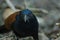Greater Coucal bird Centropus sinensis