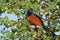 Greater coucal bird, natural, nature