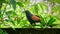 Greater Coucal bird perched on a boundary wall close up photo. Red-eyed beautiful bird in Sri Lanka