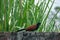 Greater Coucal Birds, brown winged crow bird photography early morning