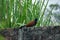 Greater Coucal Birds, brown winged crow bird photography early morning