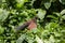 Greater coucal Centropus sinensis.