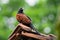 Greater Coucal - Centropus sinensis