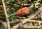 Greater Coucal (Centropus sinensis)