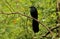 Greater Coucal, Centropus sinensis, Bandipur National Park, Karnataka, India